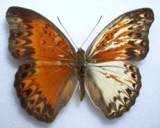 Cymothoe caenis mosaic gynandromorph from Africa (Internet Image property of respective owner, non-commercial use only)